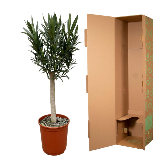 Nerium Oleander op stam met rode bloem - ↕110cm - Ø30cm
