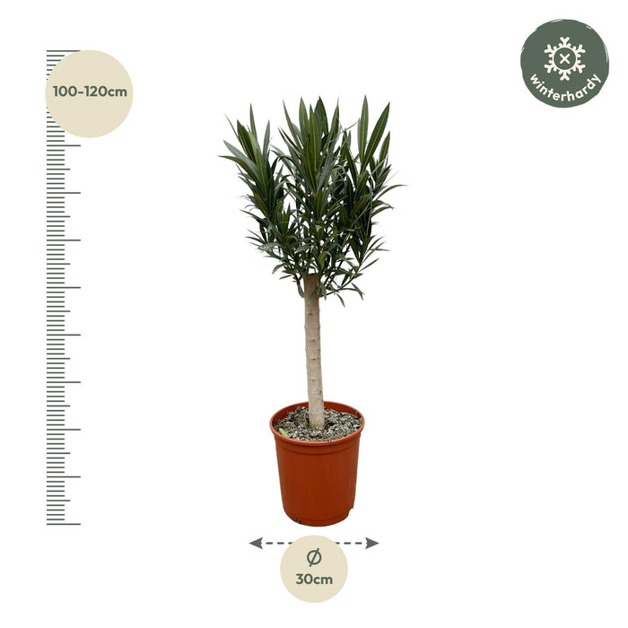 Nerium Oleander op stam met rode bloem - ↕110cm - Ø30cm