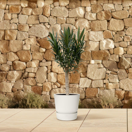 Oleandro Nerium su stelo con fiore rosa - ↕110cm - Ø22cm