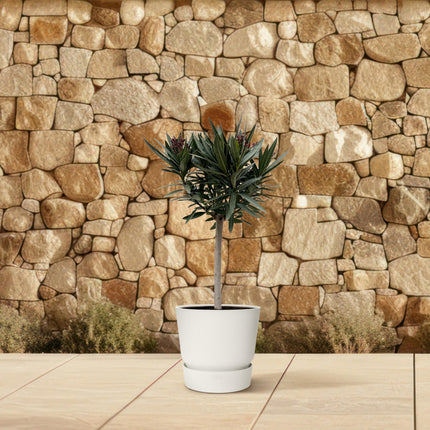 Nerium Oleander op stam met roze bloem - ↕90cm - Ø22cm