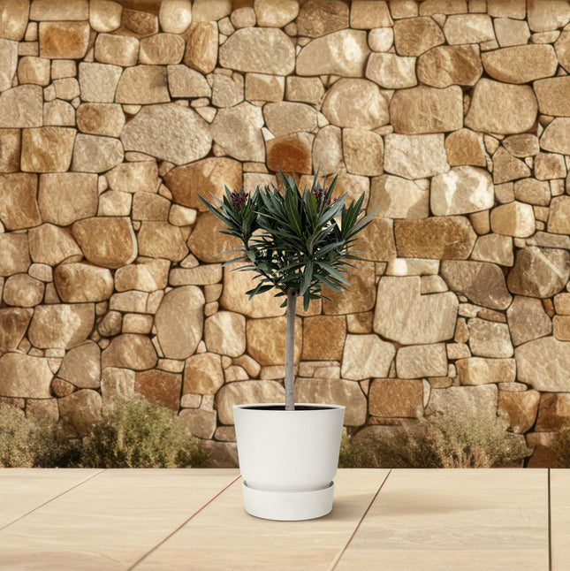 Nerium Oleander op stam met witte bloem - ↕90cm - Ø19cm