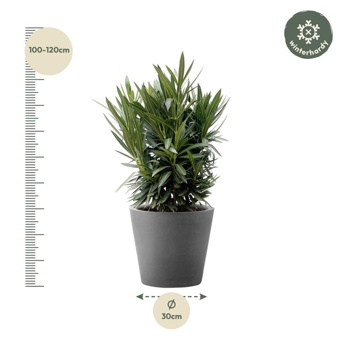 Nerium Oleander struik met witte bloem - ↕110cm- Ø30cm