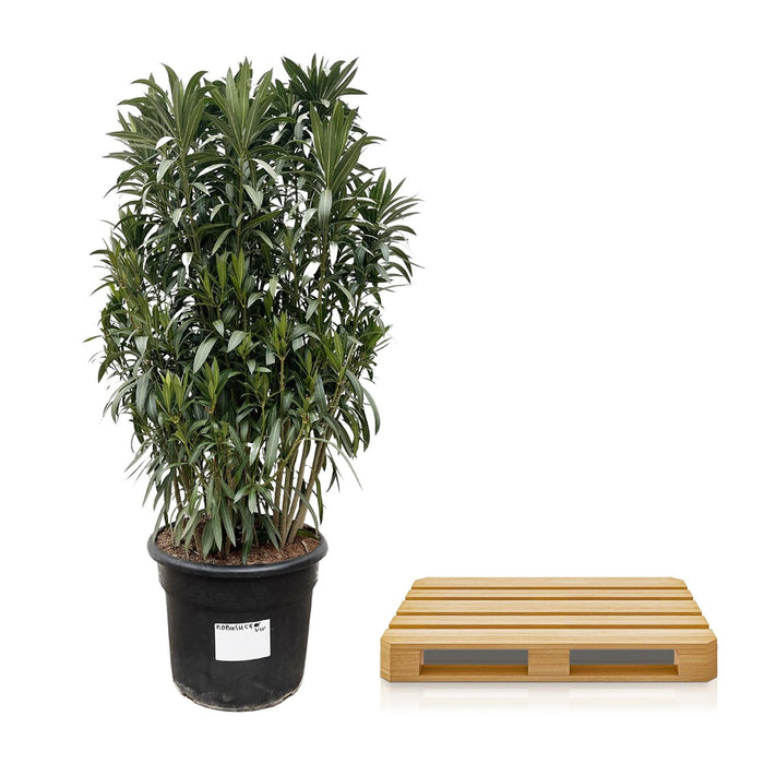 Nerium Oleander struik - ↕190cm - Ø55cm