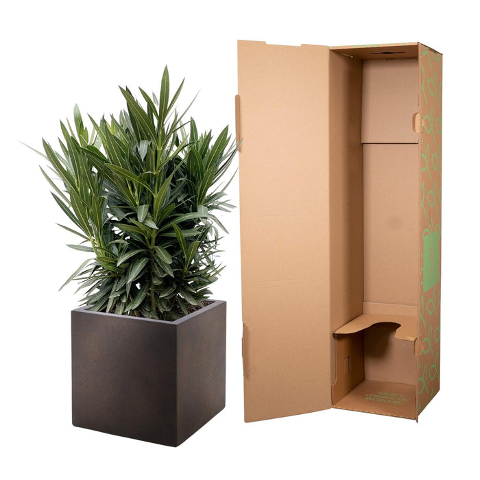 Nerium Oleander struik met roze bloem - ↕90 cm- Ø25cm