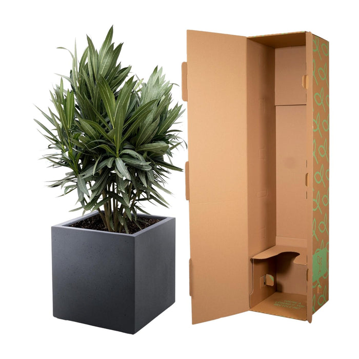 Nerium Oleander struik met rode bloem - ↕110cm- Ø30cm