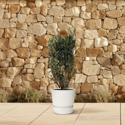 Nerium Oleander struik - ↕180cm- Ø40cm