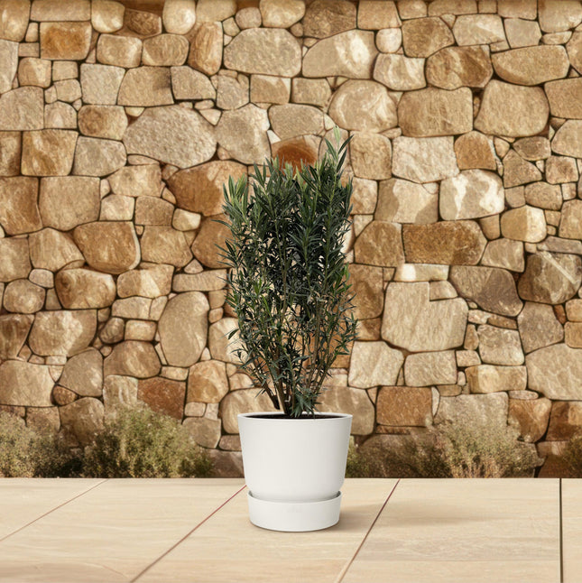 Nerium Oleander struik - ↕180cm- Ø40cm