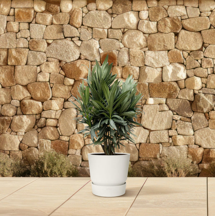 Nerium Oleander struik met rode bloem - ↕110cm- Ø30cm
