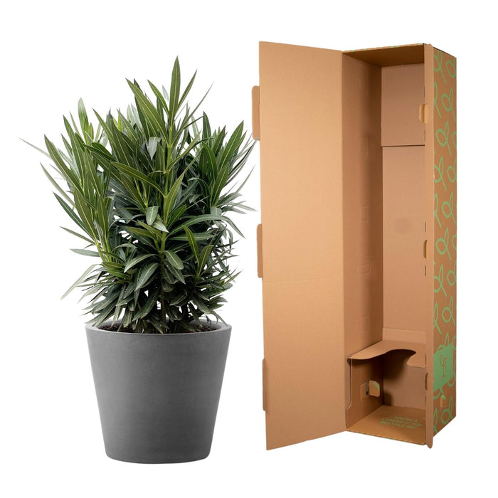 Nerium Oleander struik met witte bloem - ↕110cm- Ø30cm