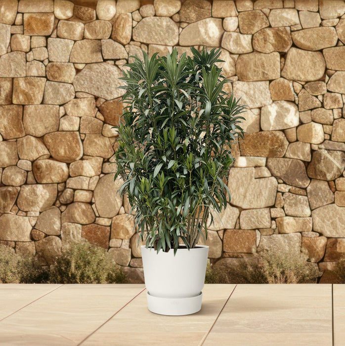 Nerium Oleander struik - ↕190cm - Ø55cm