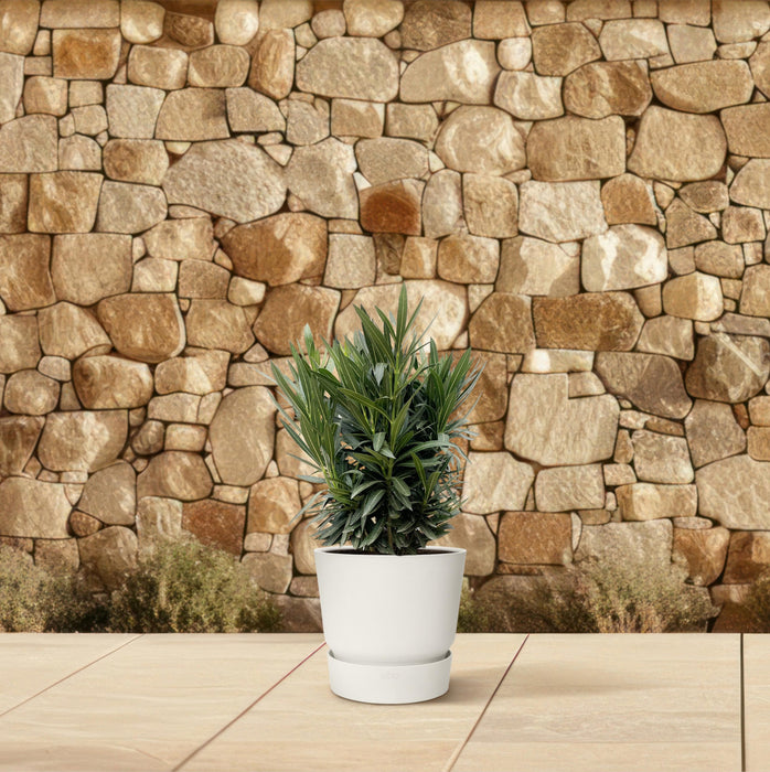Nerium Oleander struik met roze bloem - ↕90 cm- Ø25cm