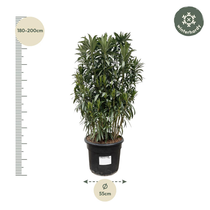 Nerium Oleander struik - ↕190cm - Ø55cm