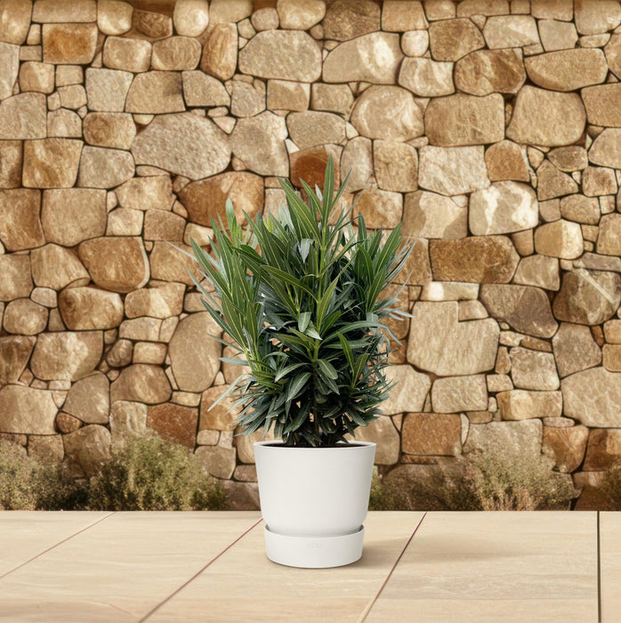 Nerium Oleander struik met witte bloem - ↕110cm- Ø30cm