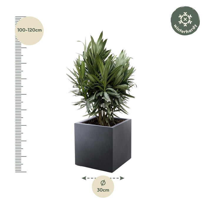 Nerium Oleander struik met rode bloem - ↕110cm- Ø30cm