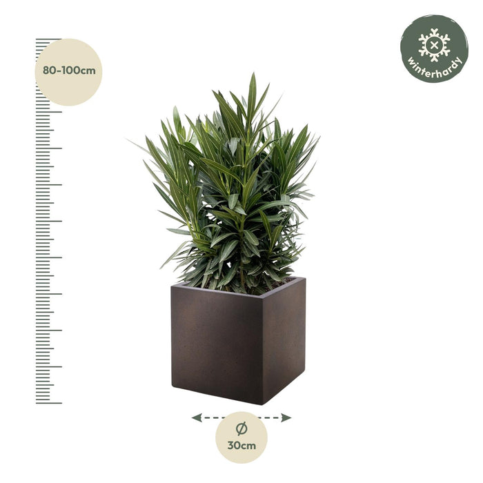 Nerium Oleander struik met roze bloem - ↕90 cm- Ø25cm