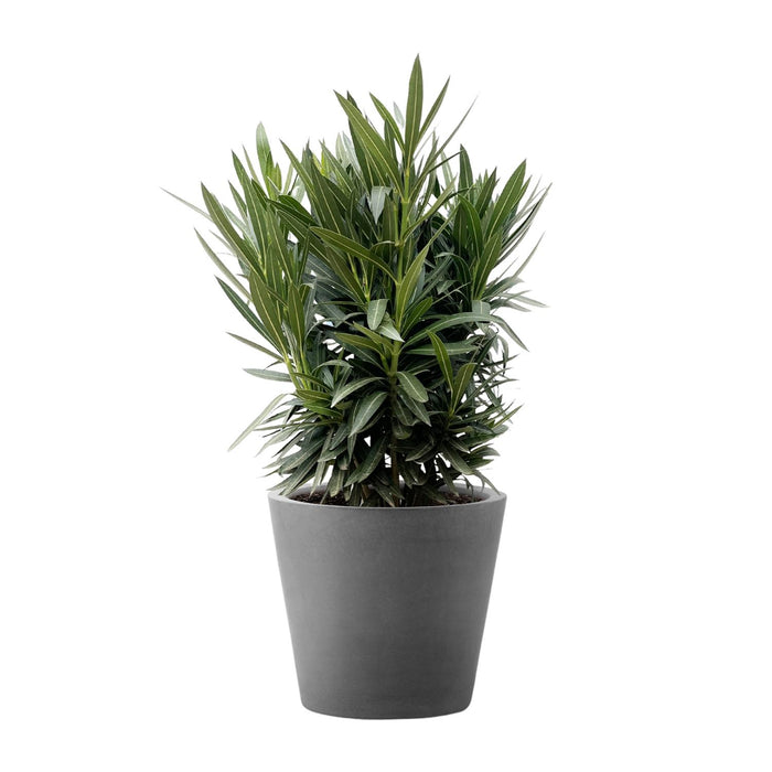 Nerium Oleander struik met witte bloem - ↕110cm- Ø30cm
