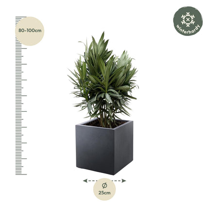 Nerium Oleander struik met rode bloem - ↕90cm - Ø25cm