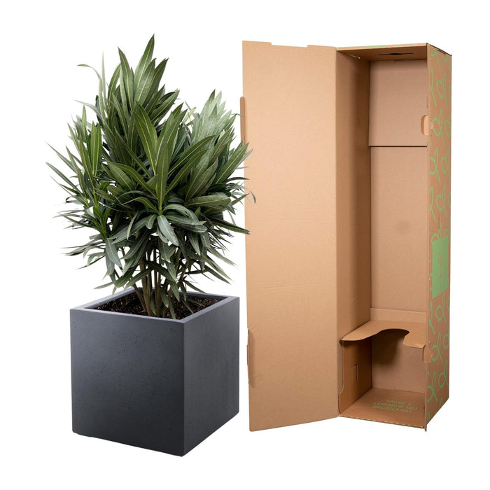 Nerium Oleander struik met rode bloem - ↕90cm - Ø25cm