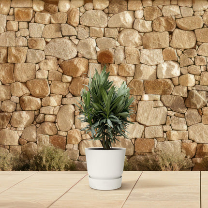 Nerium Oleander struik met rode bloem - ↕90cm - Ø25cm