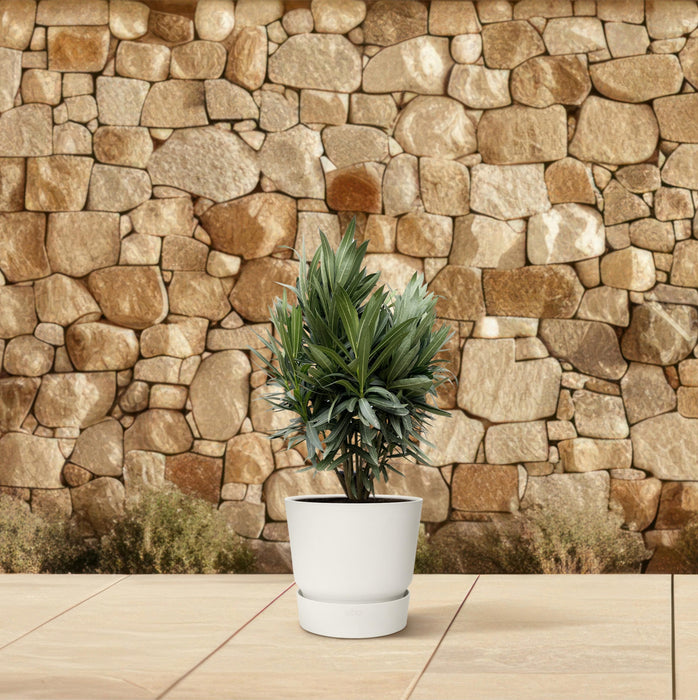 Nerium Oleander struik met rode bloem - ↕90cm - Ø25cm