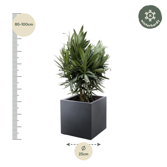 Nerium Oleander struik met rode bloem - ↕90cm - Ø25cm