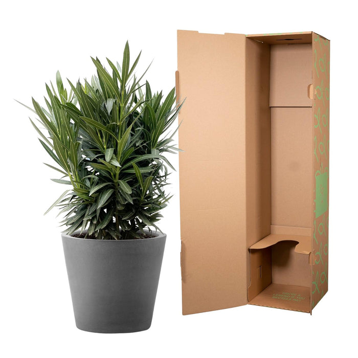 Nerium Oleander struik met witte bloem - ↕90cm - Ø25cm