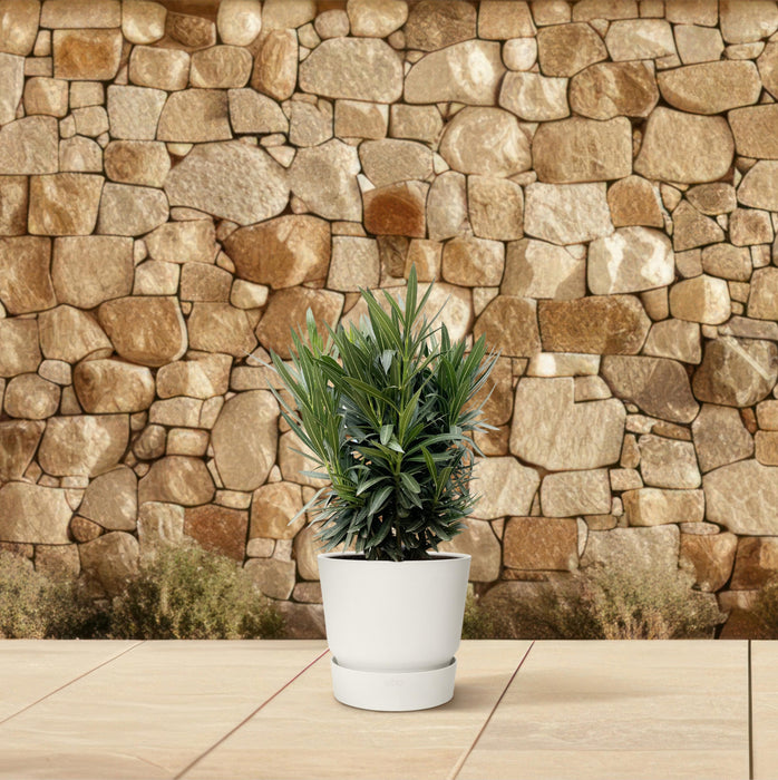 Nerium Oleander struik met witte bloem - ↕90cm - Ø25cm