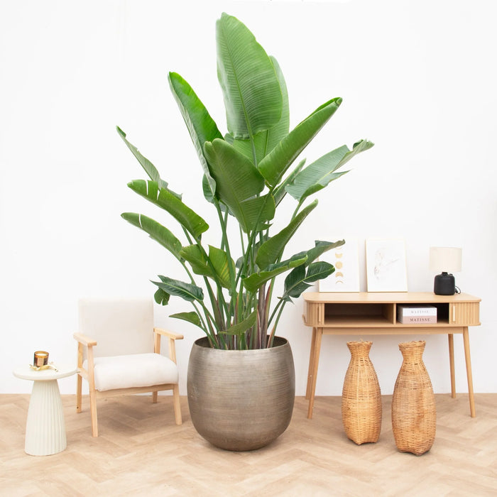 Strelitzia Nicolai de luxe XXL - ↕250cm - Ø40cm
