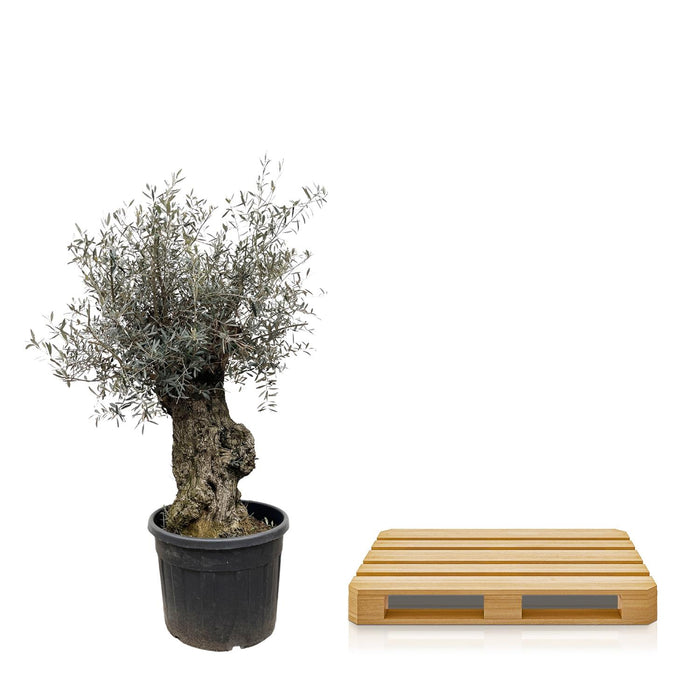 Olea Europaea Bonsai - Olijfboom - ↕250cm- Ø65cm