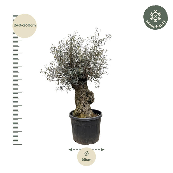 Olea Europaea Bonsai - Olijfboom - ↕250cm- Ø65cm
