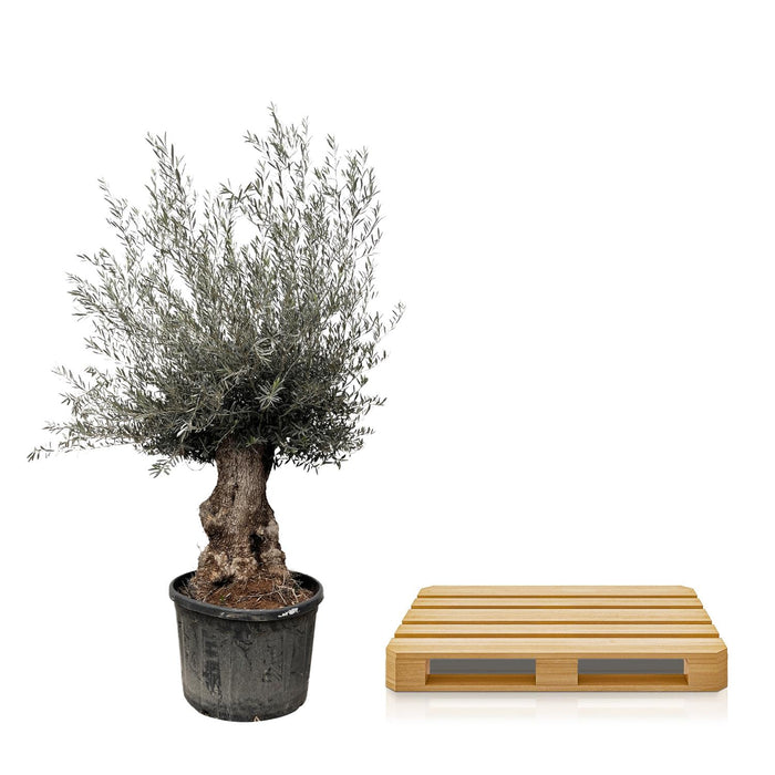 Olea Europaea Bonsai - Olijfboom - ↕225cm- Ø80cm