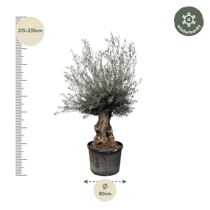 Olea Europaea Bonsai - Olijfboom - ↕225cm- Ø80cm