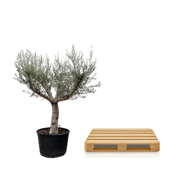 Olea Europaea Cultivo - Olijfboom - ↕250cm - Ø80cm