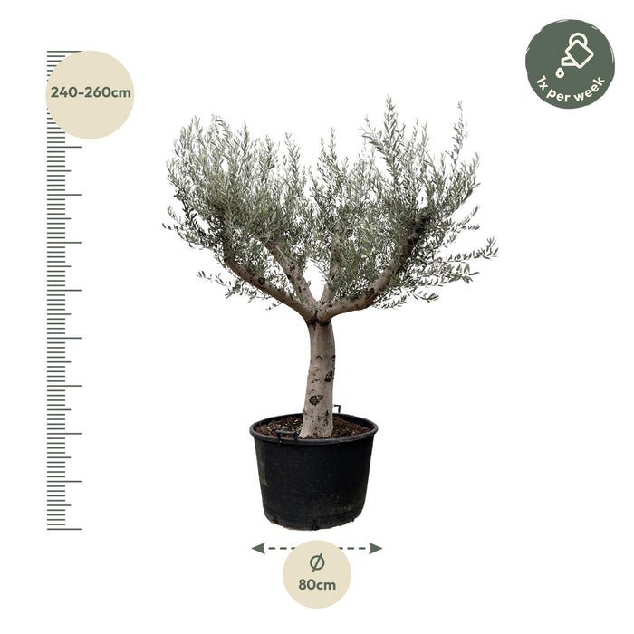 Olea Europaea Cultivo - Olijfboom - ↕250cm - Ø80cm