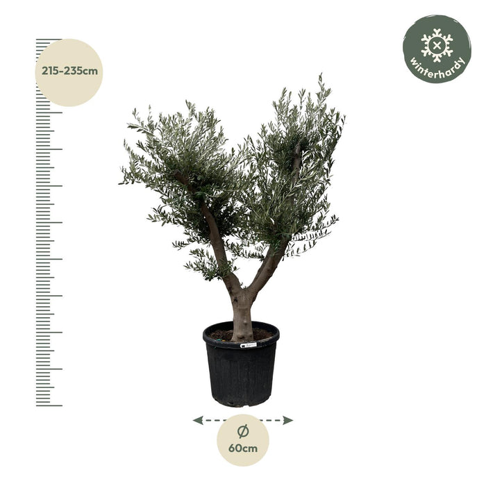 Olea Europaea Cultivo - Olijfboom - ↕225cm - Ø60cm