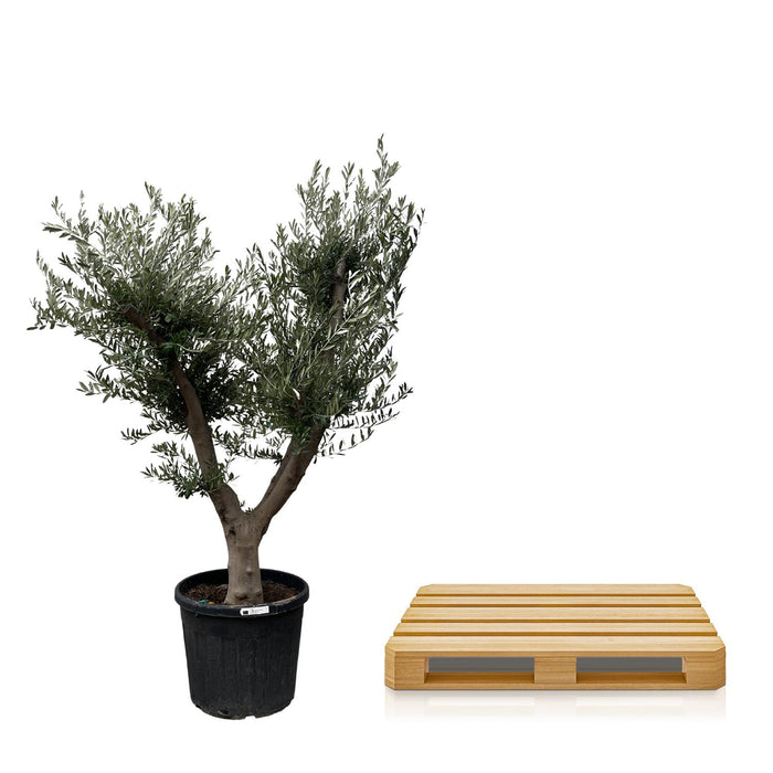 Olea Europaea Cultivo - Olijfboom - ↕225cm - Ø60cm