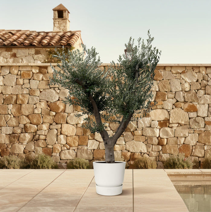 Olea Europaea Cultivo - Olijfboom - ↕225cm - Ø60cm