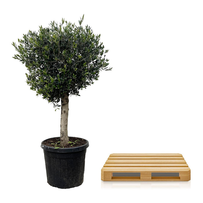 Olea Europaea Lorc - Olijfboom - ↕200cm - Ø40cm