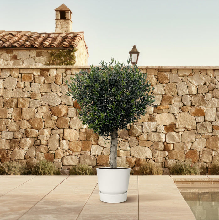 Olea Europaea Lorc - Olijfboom - ↕200cm - Ø40cm