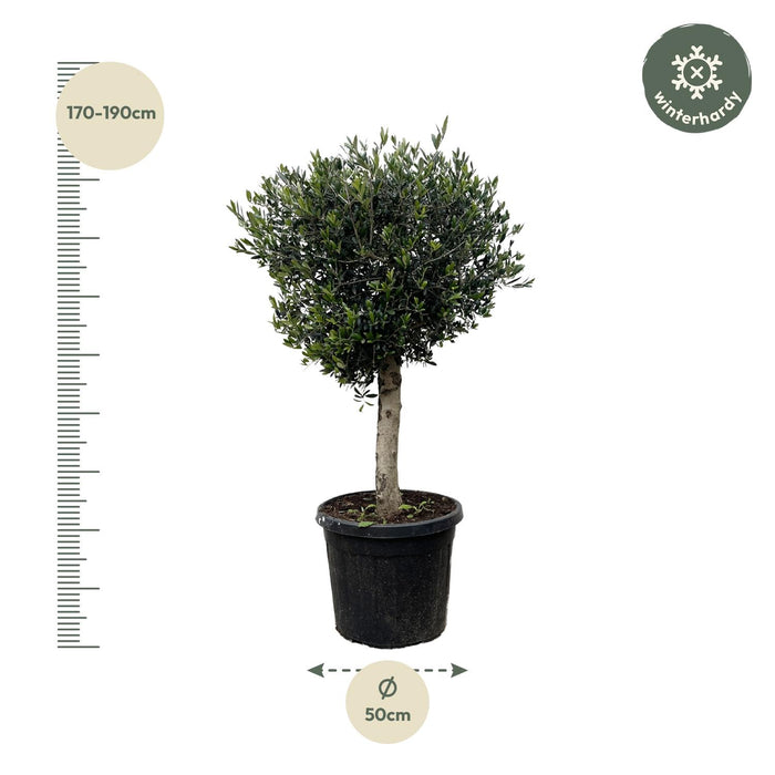 Olea Europaea Lorc - Olijfboom - ↕200cm - Ø40cm