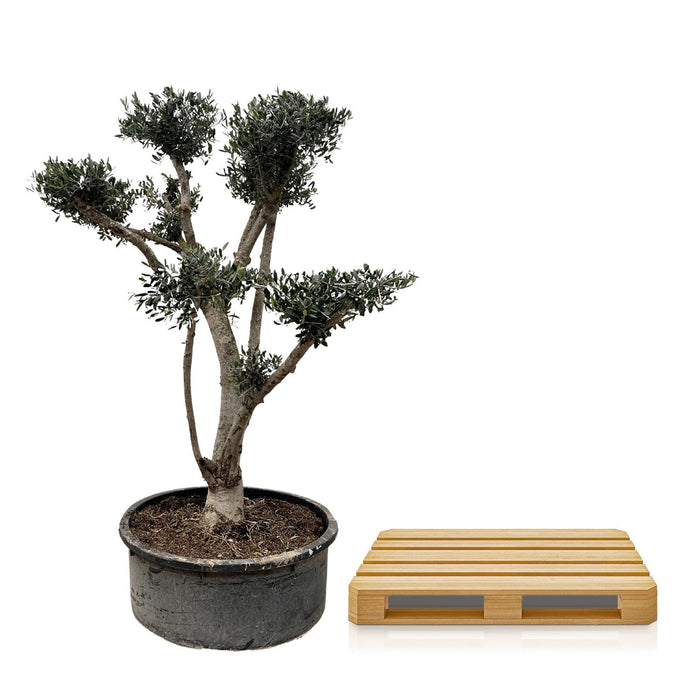 Olea Europaea Pompon - Olijfboom - ↕225cm - Ø80cm