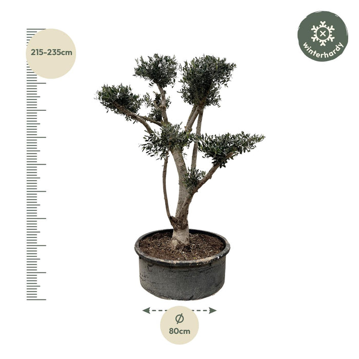 Olea Europaea Pompon - Olijfboom - ↕225cm - Ø80cm
