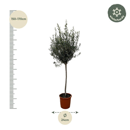 Olea Europaea am Stamm - Olivenbaum - ↕150-170cm - Ø24cm