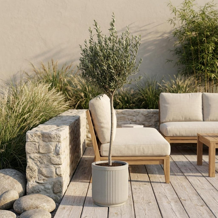 Olea Europaea op stam - Olijfboom - ↕150-170cm - Ø24cm