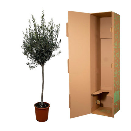 Olea Europaea am Stamm - Olivenbaum - ↕150-170cm - Ø24cm