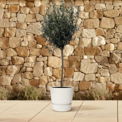 Olea Europaea am Stamm - Olivenbaum - ↕150-170cm - Ø24cm