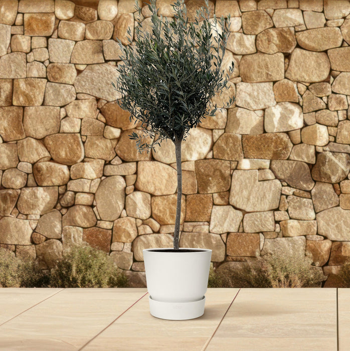Olea Europaea op stam - Olijfboom - ↕180cm - Ø30cm