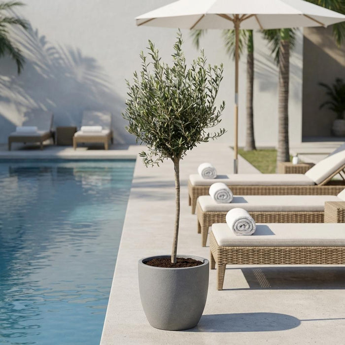 Olea Europaea op stam - Olijfboom - ↕150-170cm - Ø24cm