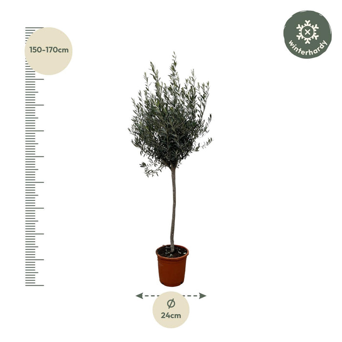 Olea Europaea op stam - Olijfboom - ↕180cm - Ø30cm