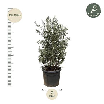 Olea Europaea struik - Olijfstruik - ↕225cm- Ø50cm